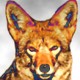 Carmine Coyote Avatar
