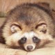 worththetanuki