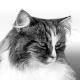 Simone's Avatar