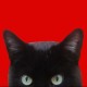 BonMinou