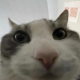 Fsacgff