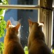 TerrorCatGang