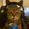 coconuttree24