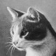 Avatar for Nazar Kanaev