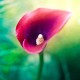 Shineful