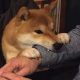 iwantshiba