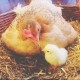 homesteadsoaps