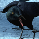 Raven