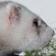 petoj87's picture