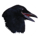 Raphael Stoeckli's avatar