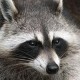 Red Raccoon