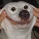 dominohead