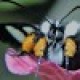 Queen Fuzzy Bug Avatar