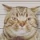 anonymouscat336