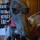Saluki