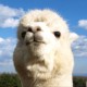 Avatar for lawyer_alpaca