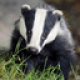 User avatar for bashfulbadger