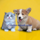 dogily