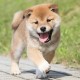 アバター
