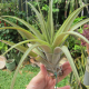 Tillandsia