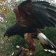 ncbirdnwrd