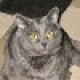 trid2bnrml