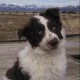 Scepticollie