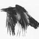 Corvus
