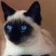 Debbie R Avatar