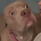 Marcel