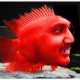 Fish-Hed