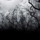 Shelley McNamara