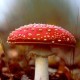 stinkhorn