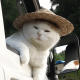 Avatar for Isao Yoshikoshi