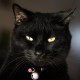 MeoDenLuoi