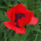 baytides's picture