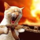 Catkillerwelder