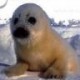 foca's Avatar