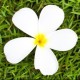 Karine