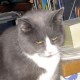 PA Cat
