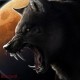 Bloodwolf