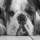 Avatar for bulldog
