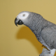 charles huff's Avatar