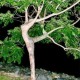 Avebo