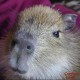 User avatar for capybaraworld