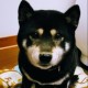 Avatar for shibaaa