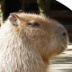 Avatar for nakas