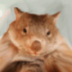 DustyWombat