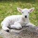 Lamb Avatar