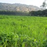 shabaj sd